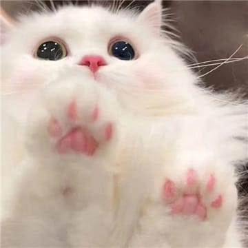 Người dùng Tùng Lâm